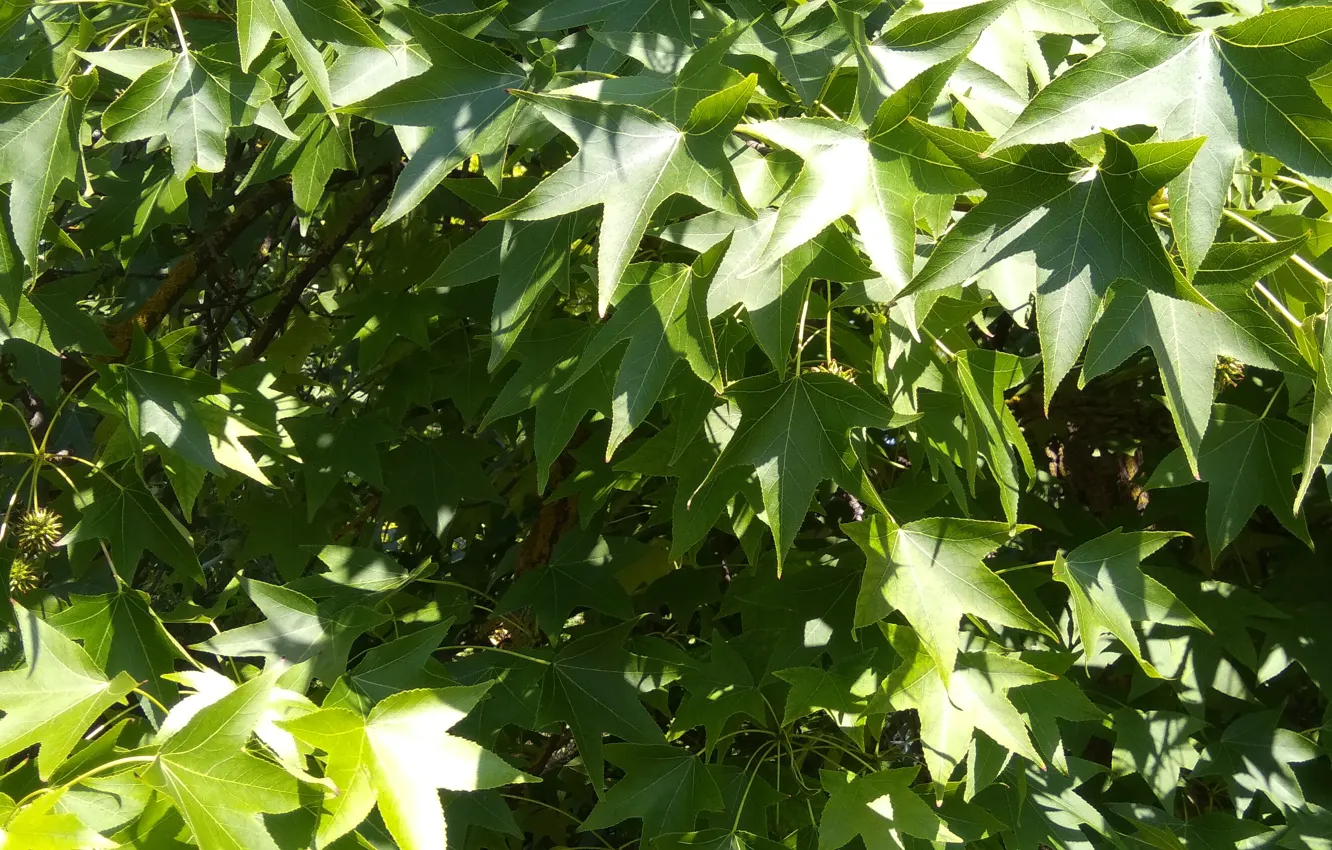 Photo wallpaper greens, green leaves, green leaves, green leaves, greenery of trees, natural background