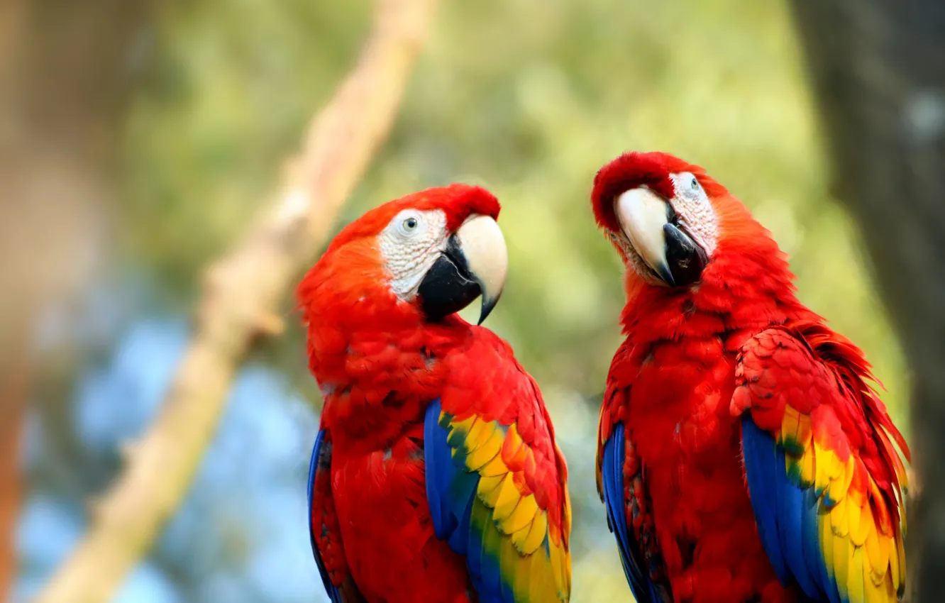 Photo wallpaper bird, feathers, parrot, colorful, Ara, Exotic