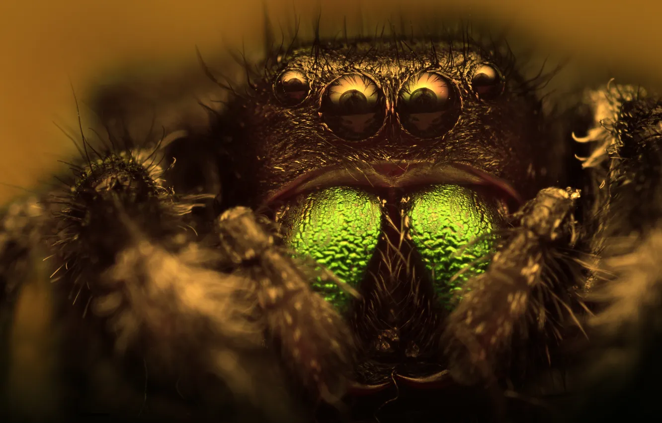 Photo wallpaper spider, insect, bokeh