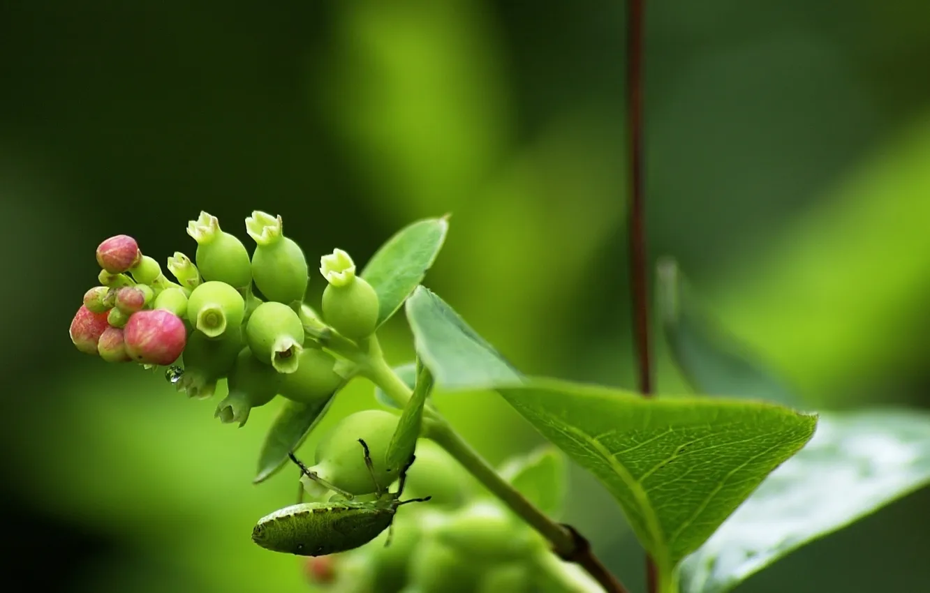Photo wallpaper leaves, drops, macro, beetle, plant. stem