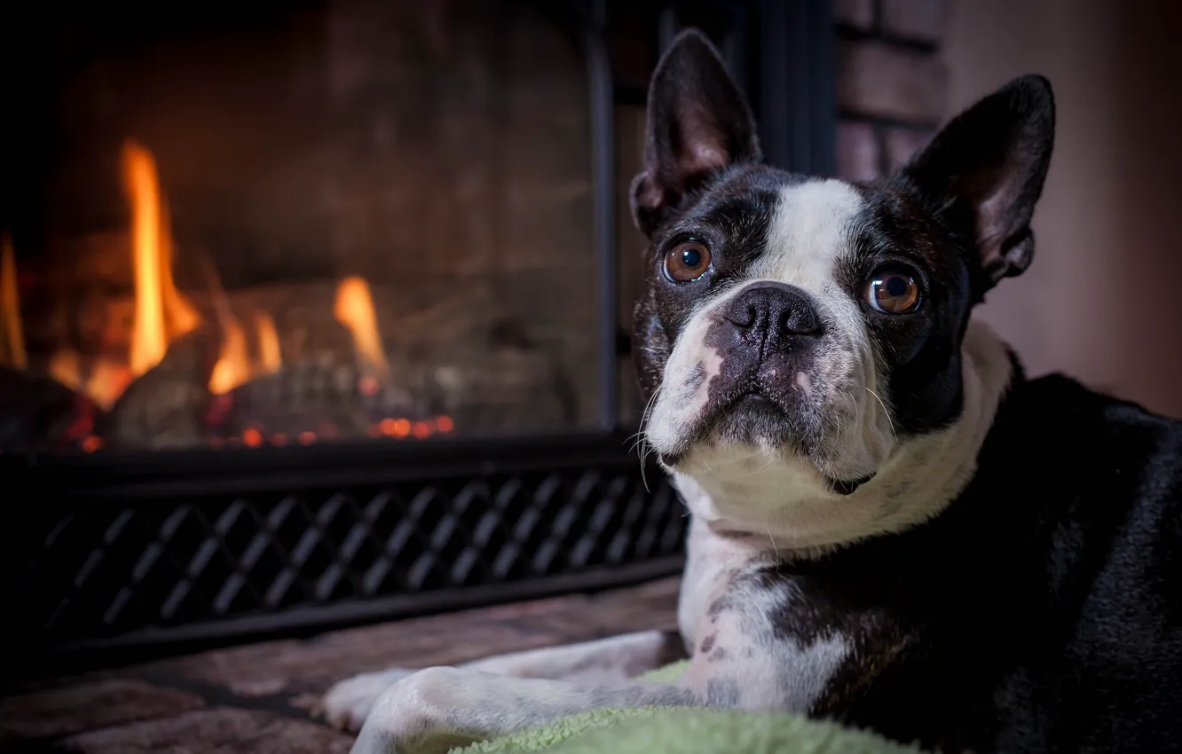 Photo wallpaper look, face, dog, fireplace, Boston Terrier