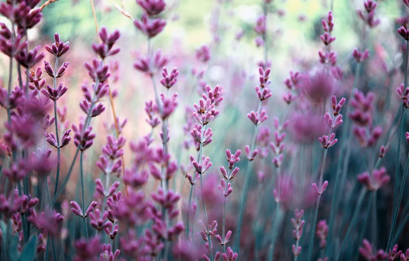 Photo wallpaper field, flowers, nature, blur, lavender, lilac