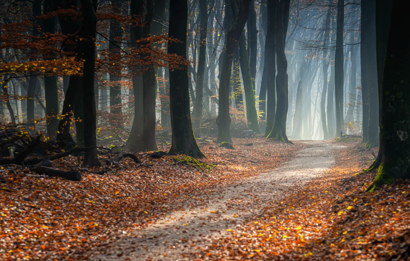 Photo wallpaper road, autumn, forest, leaves, trees, trail, forest, road
