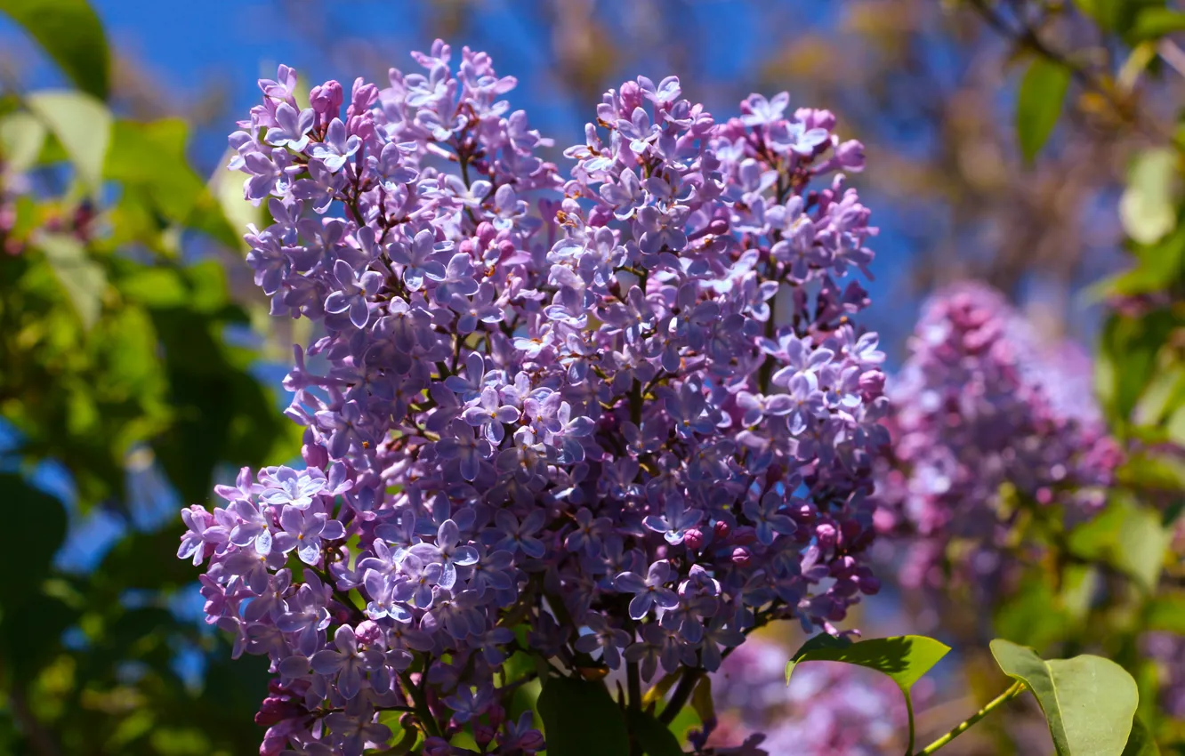 Photo wallpaper flower, spring, lilac, blooming