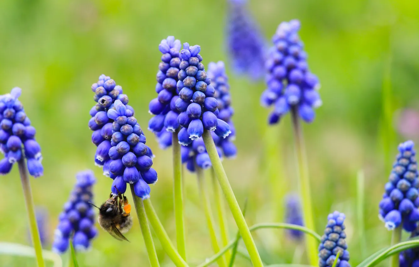 Photo wallpaper flower, spring, Grape Hyacinths