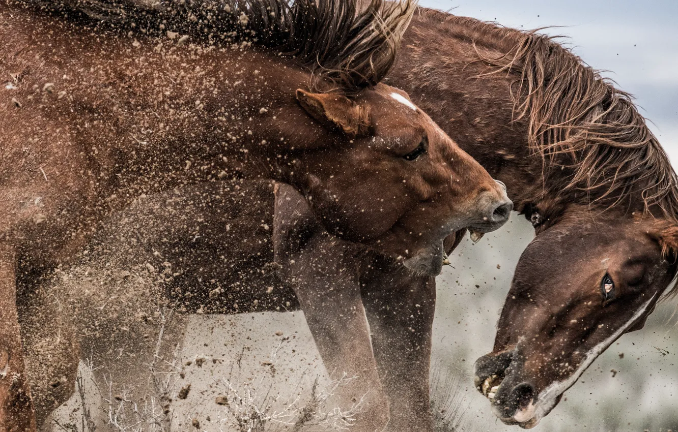 Photo wallpaper horse, horse, two, Mustang, fight, rivals