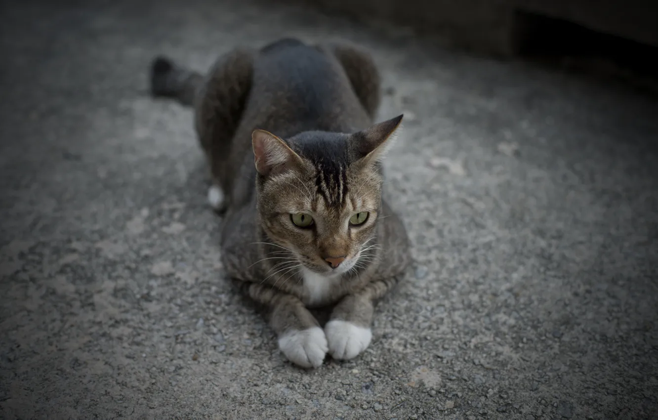 Photo wallpaper cat, cat, grey, together, legs, lies