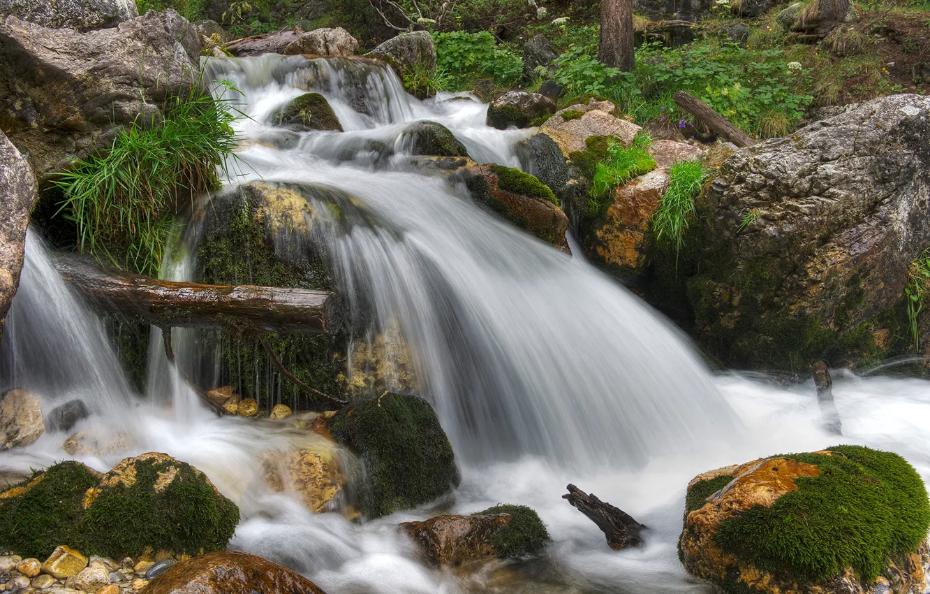 Photo wallpaper forest, trees, river, stones, moss, stream