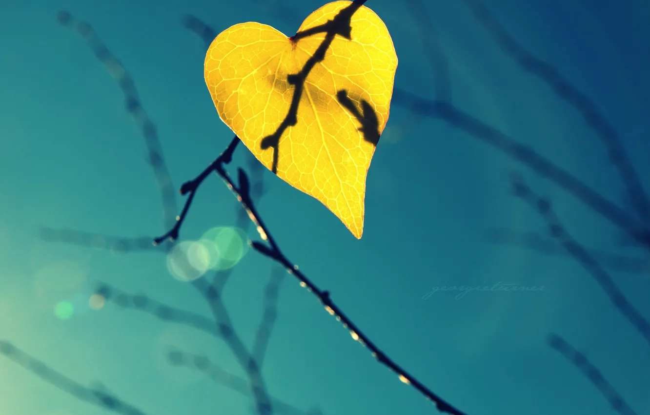 Photo wallpaper the sky, light, sheet, branch, leaf, shadow, bokeh