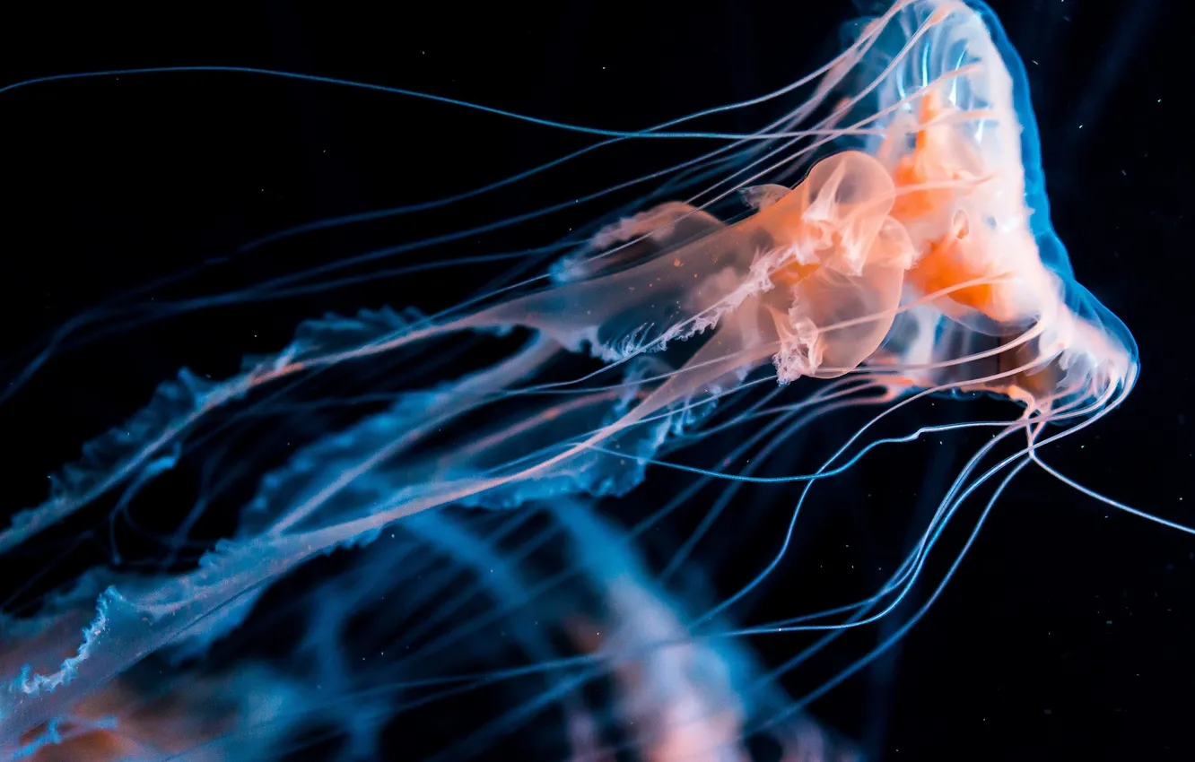 Photo wallpaper the ocean, jellyfish, black background