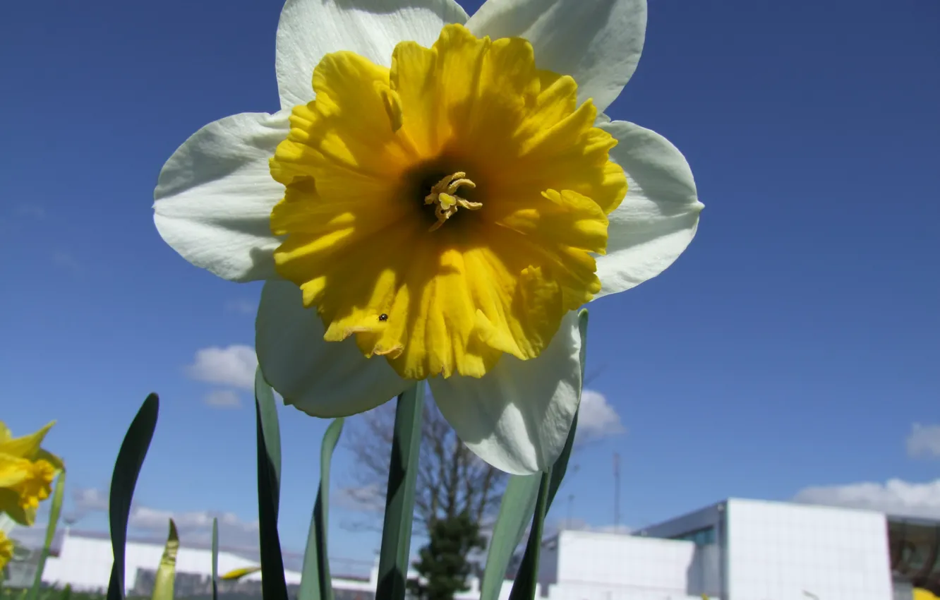 Photo wallpaper Flower, Daffodil, Trumpet daffodil