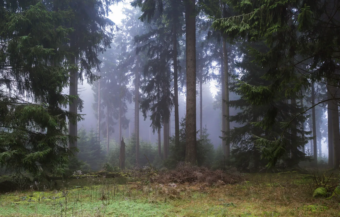 Photo wallpaper forest, trees, nature, fog