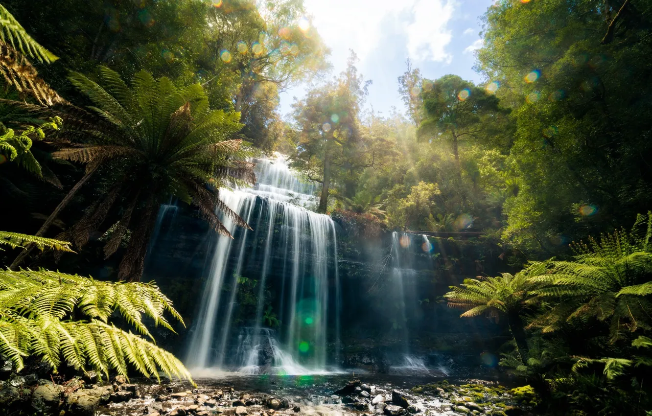 Photo wallpaper forest, nature, glare, waterfall, jungle, Tasmania