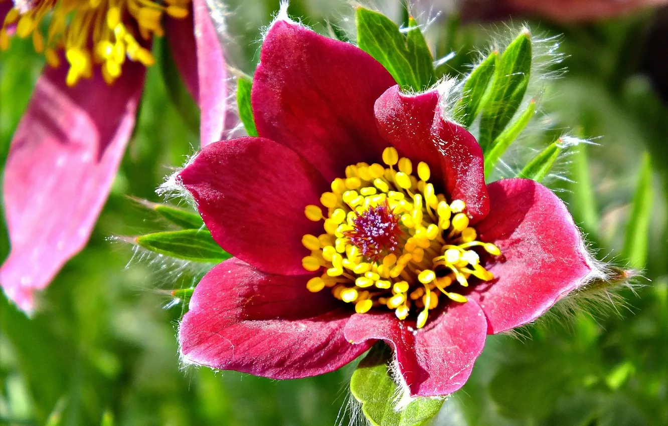 Photo wallpaper macro, sleep-grass, cross
