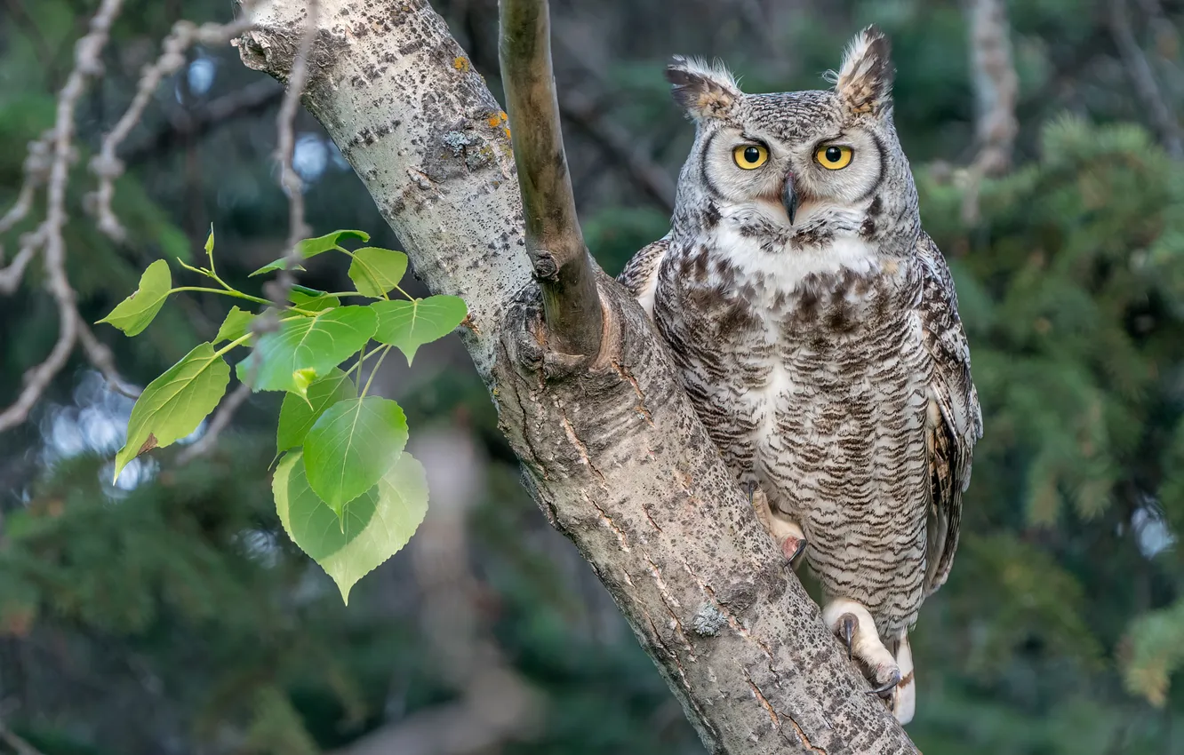 Photo wallpaper forest, look, leaves, trees, branches, owl, bird, owl