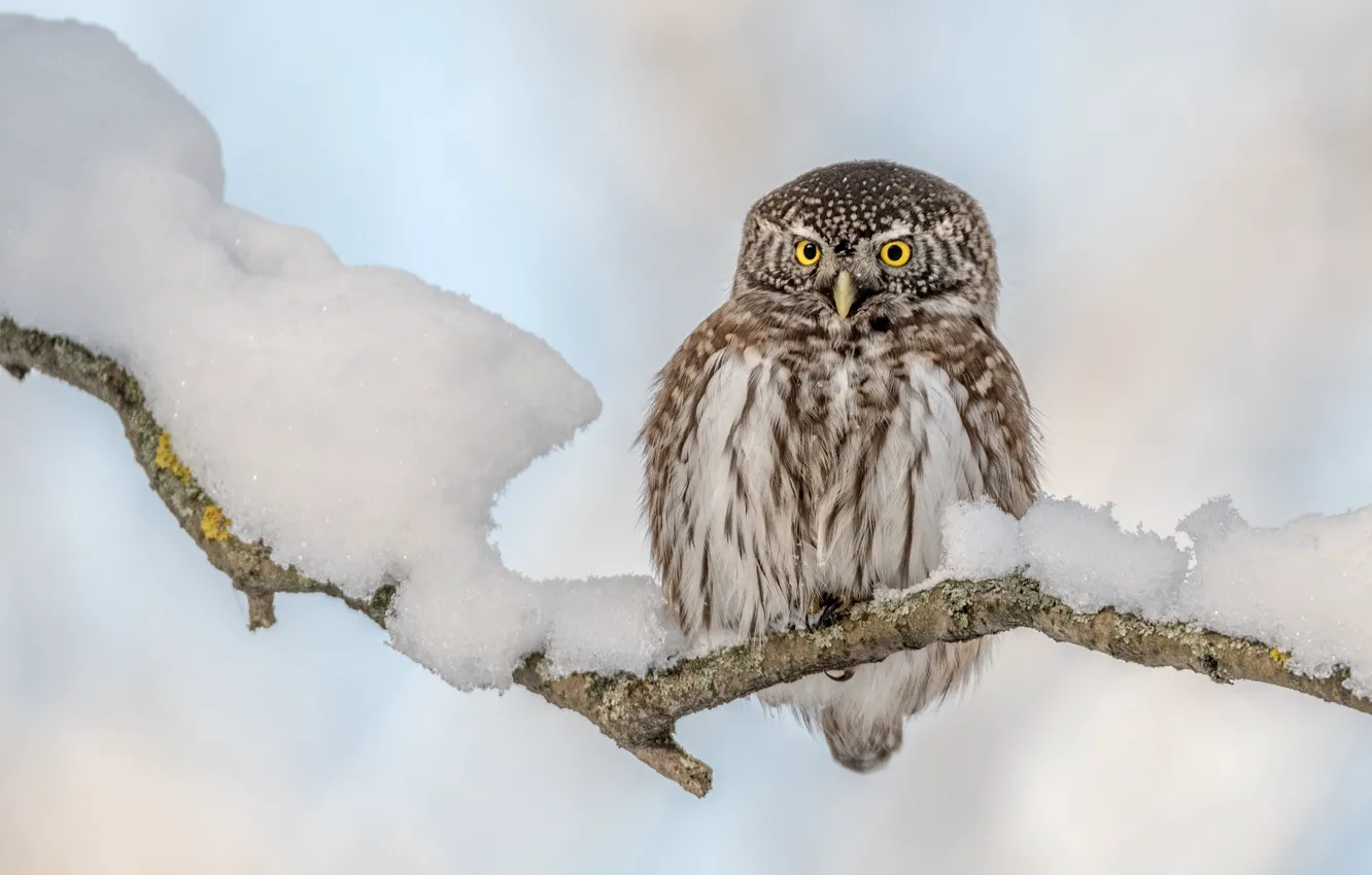 Photo wallpaper winter, snow, branches, owl, bird, owl