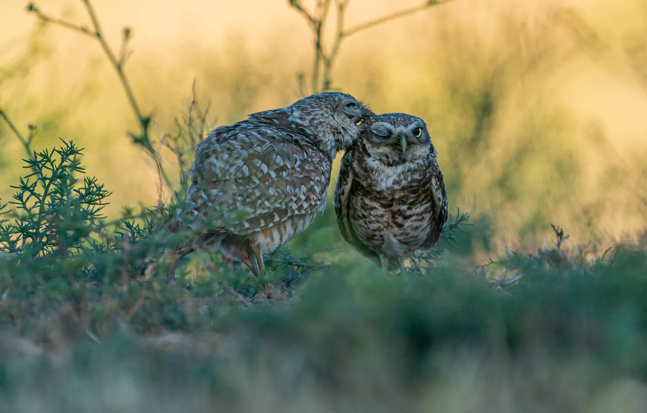 Photo wallpaper owl, bird, a couple, glade, two owls, grass, owl