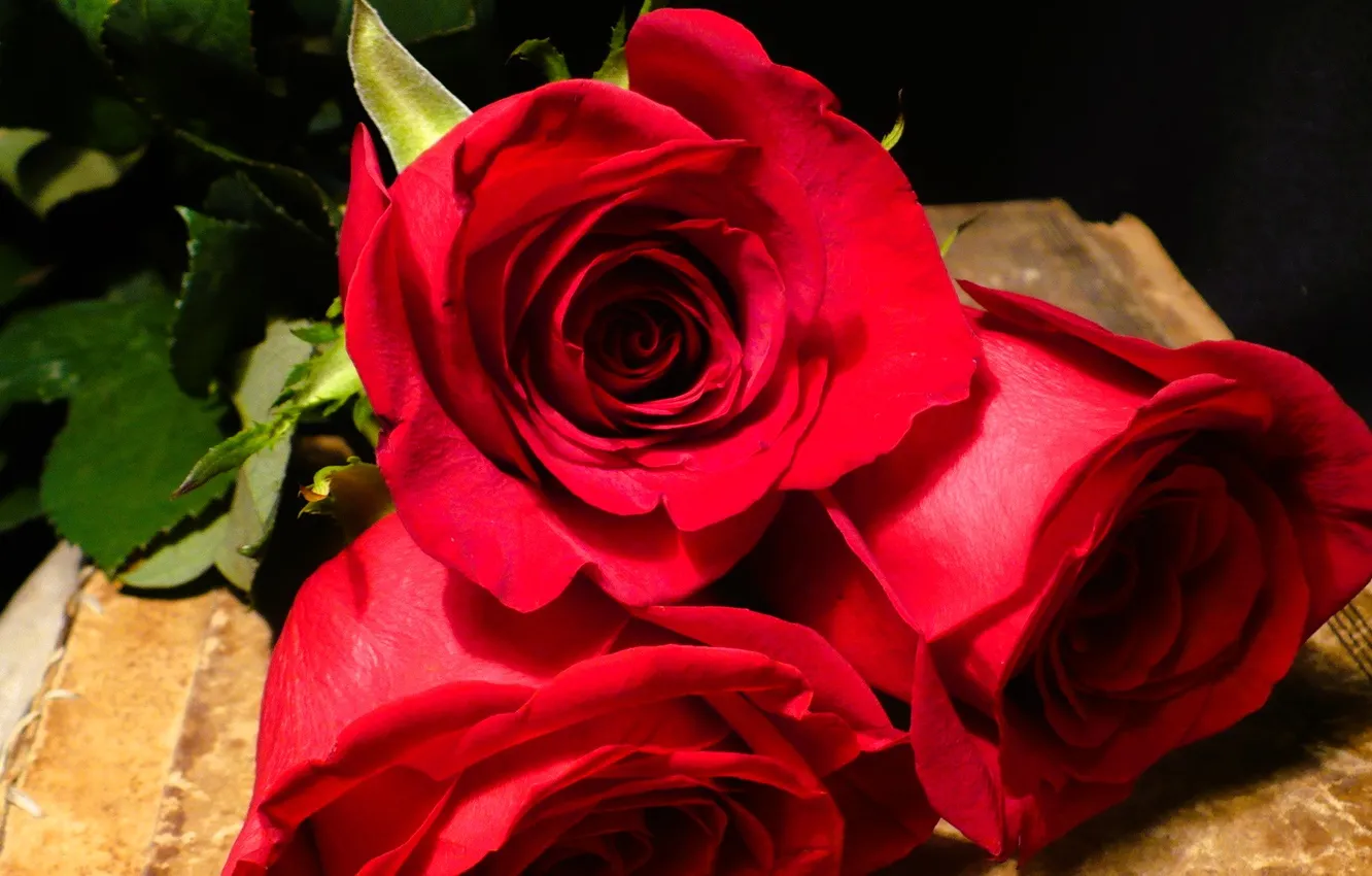 Photo wallpaper leaves, red, roses, book, parchment