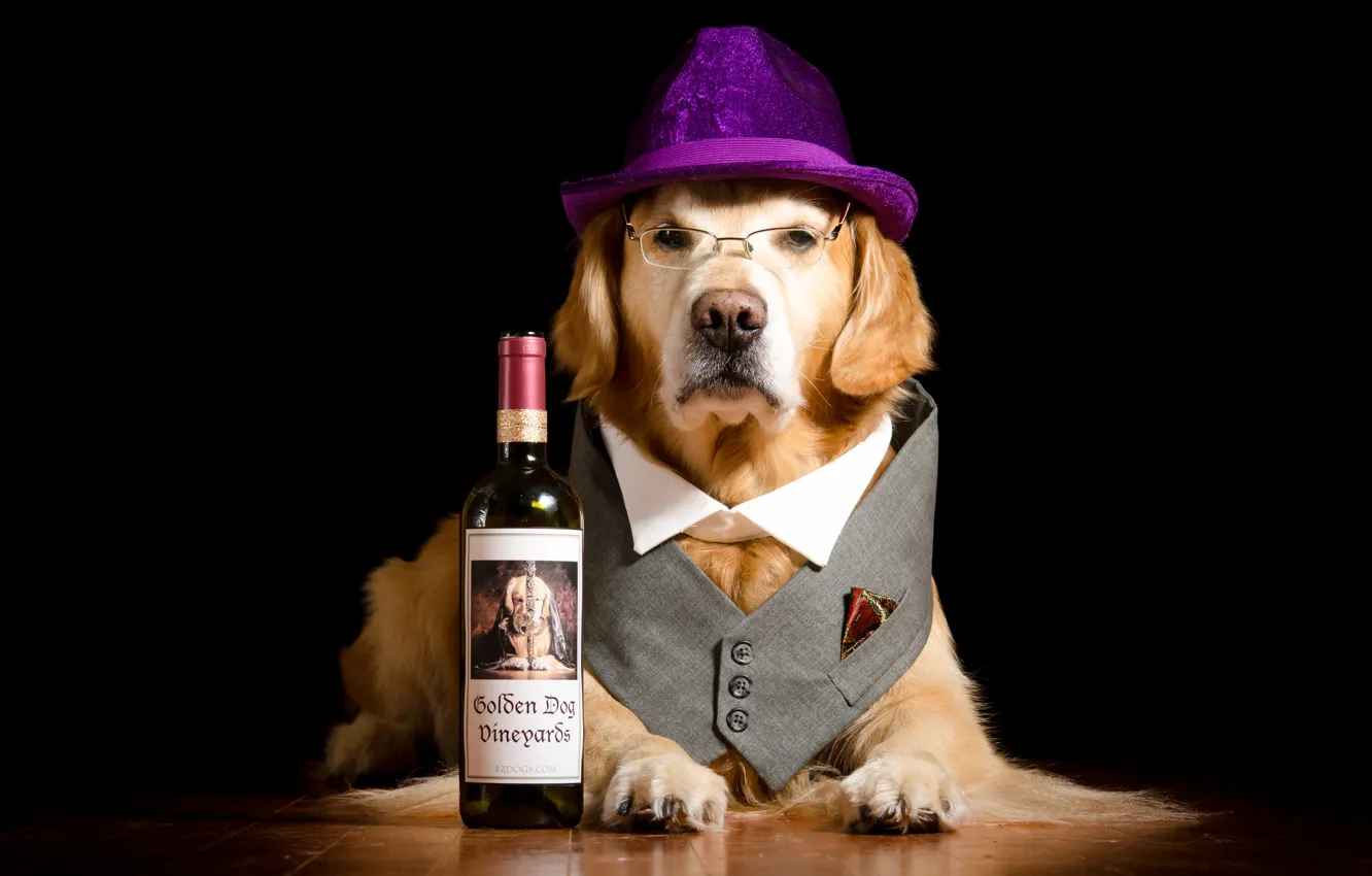 Photo wallpaper bottle, dog, hat