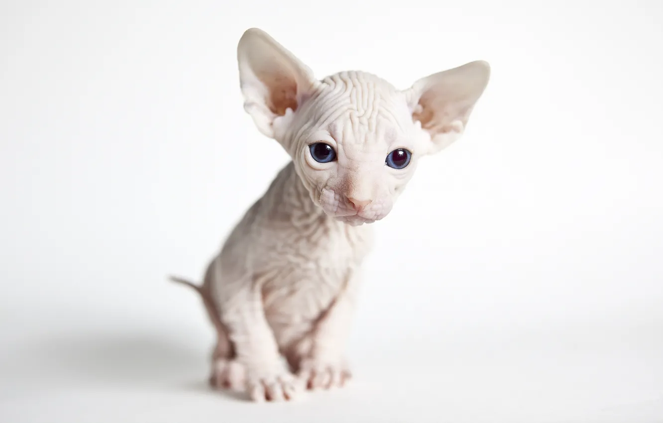 Photo wallpaper cat, white, look, kitty, baby, muzzle, kitty, blue eyes