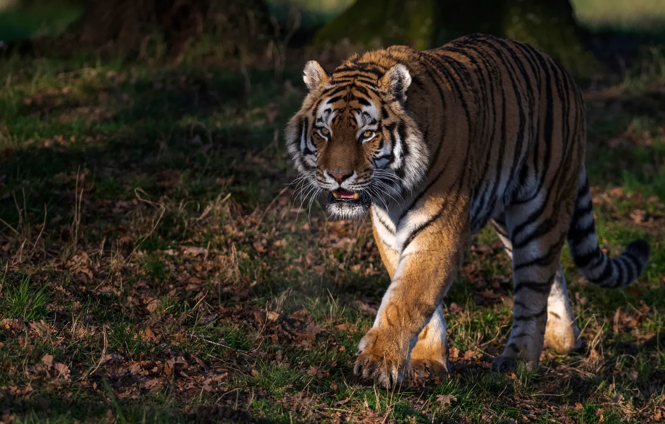 Photo wallpaper tiger, predator, walk, wild cat