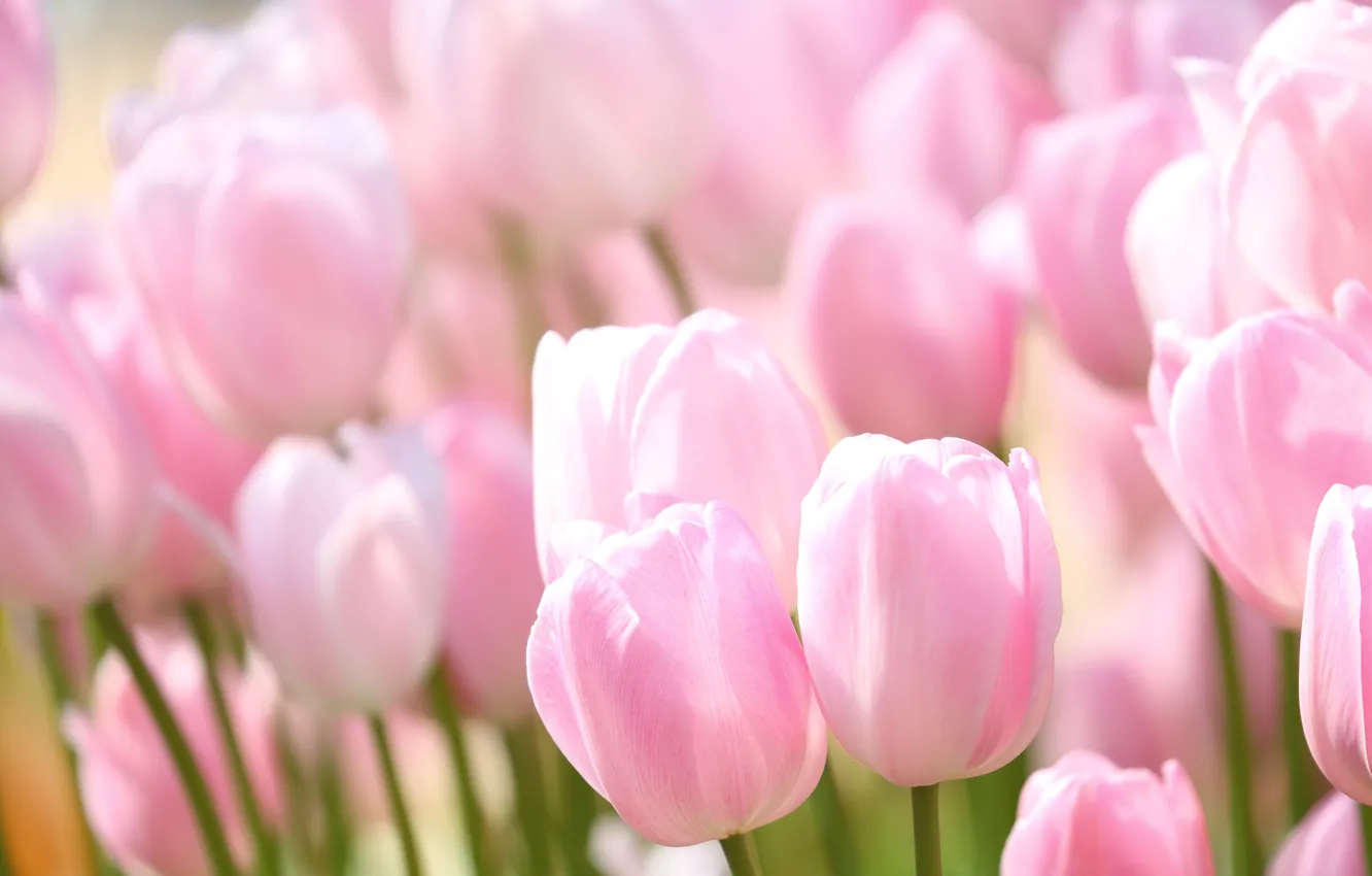 Photo wallpaper pink, tenderness, tulips, buds