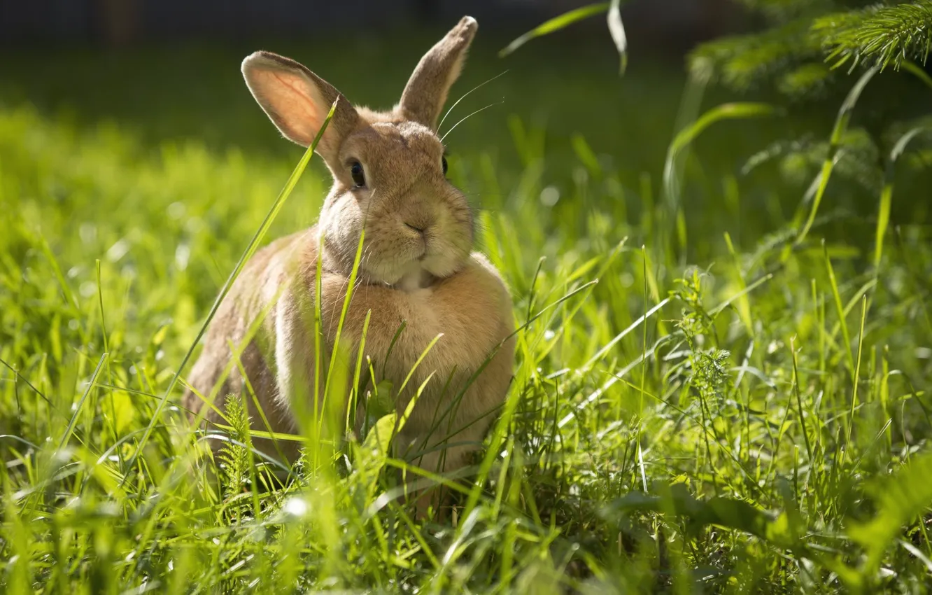 Wallpaper greens, grass, rabbit for mobile and desktop, section