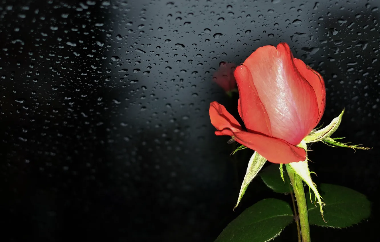 Photo wallpaper summer, flowers, nature, mood, roses, beauty, bouquet, rose