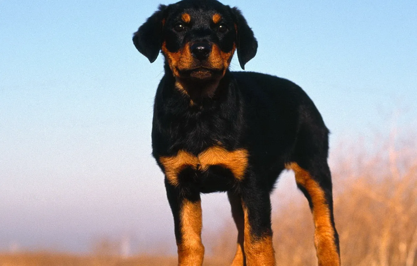 Photo wallpaper sweetheart, small, puppy, animals, Doberman, dogs, canine