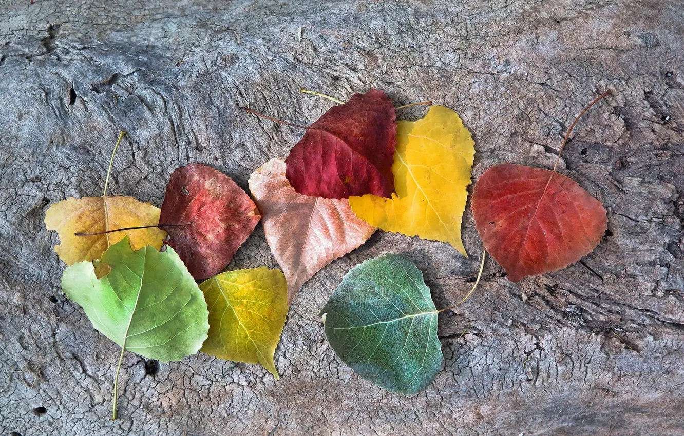 Photo wallpaper autumn, leaves, fall, autumnal colors