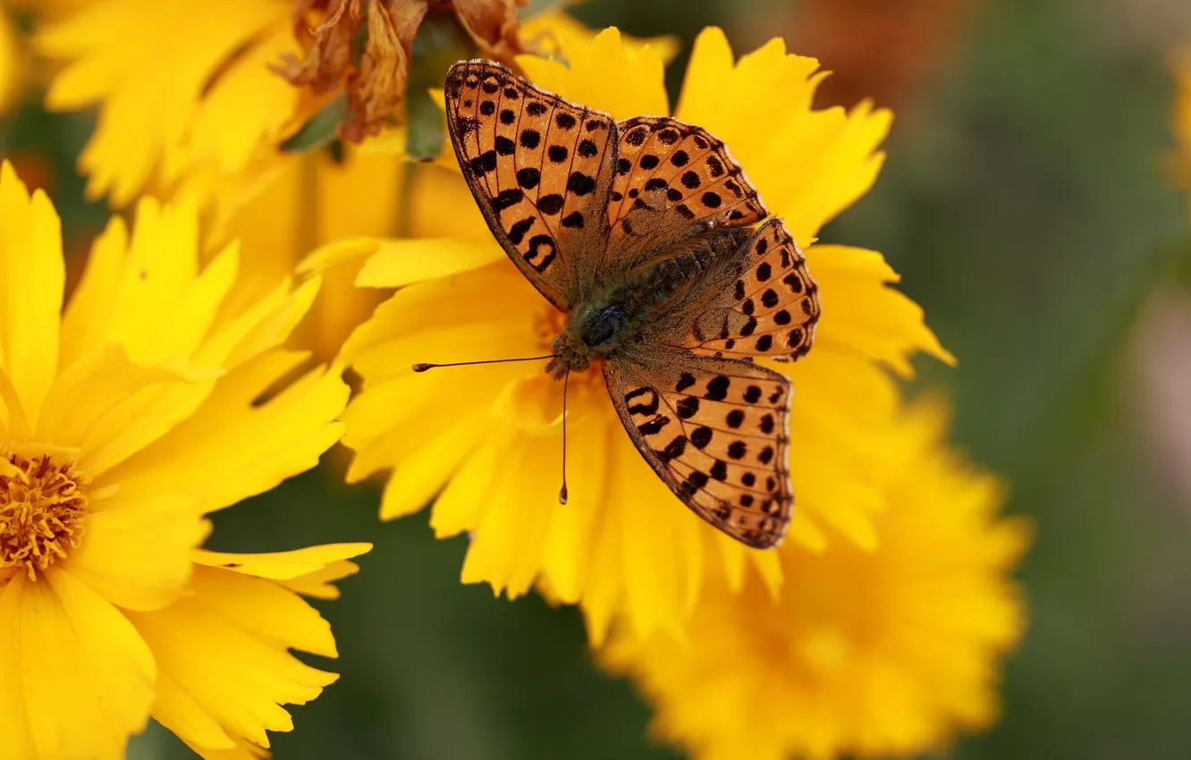 Photo wallpaper flowers, macro, butterfly, wings, beautiful, closeup