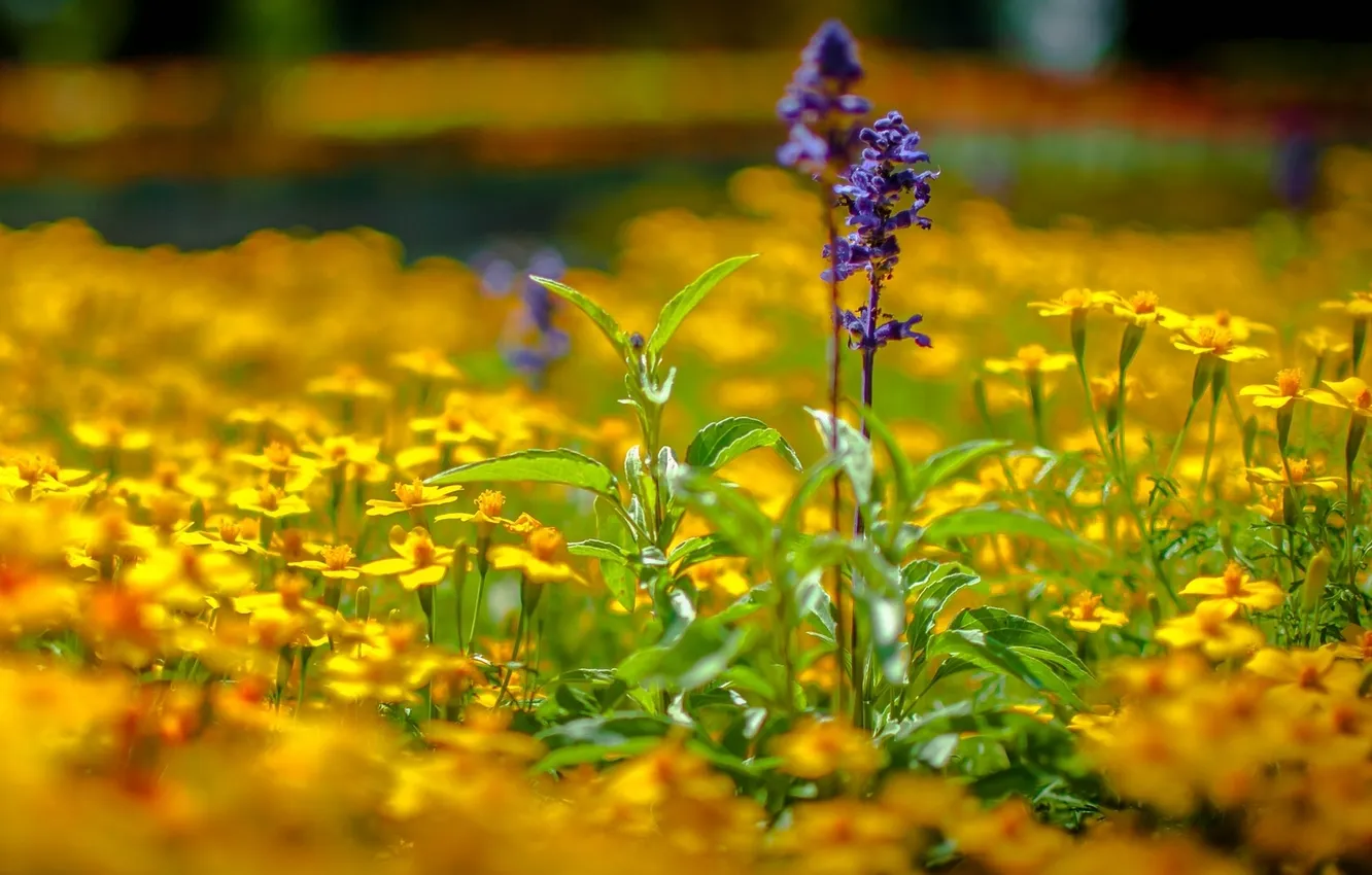Photo wallpaper lavender, bokeh, marigolds