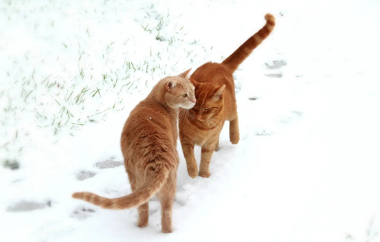 Photo wallpaper field, snow, cats