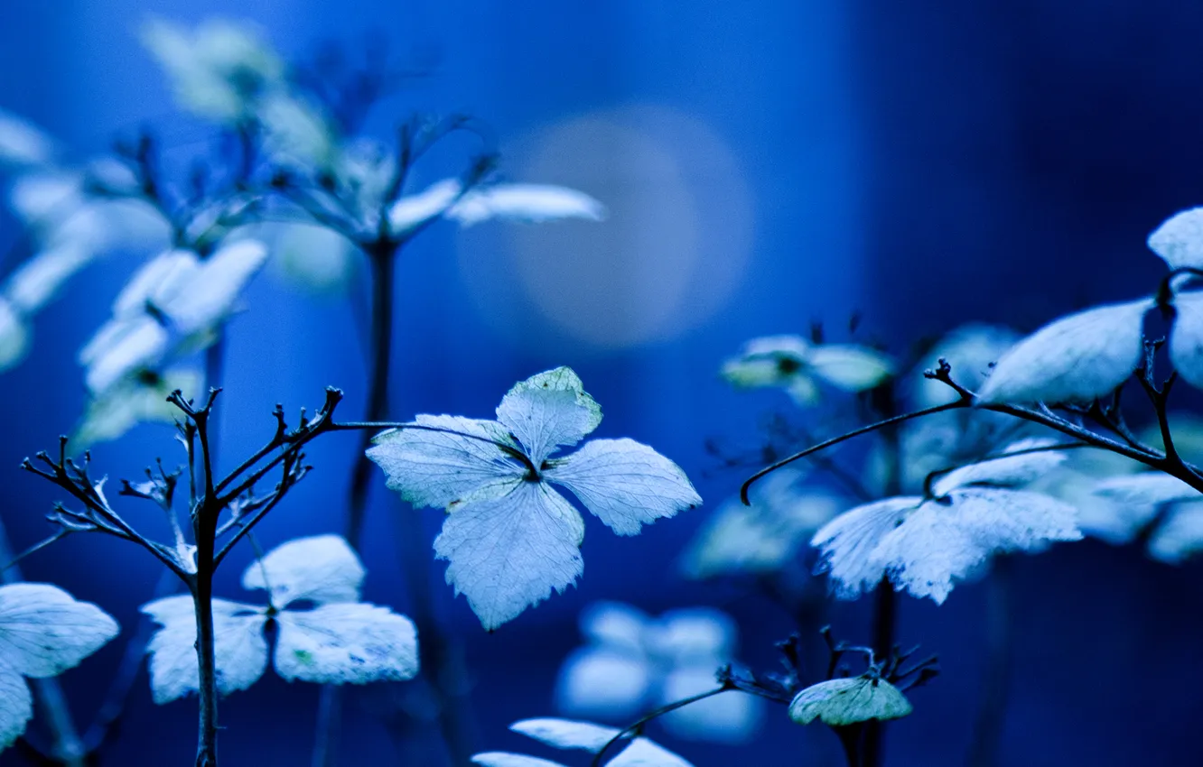 Photo wallpaper leaves, branches, blue, background, plant, lighting