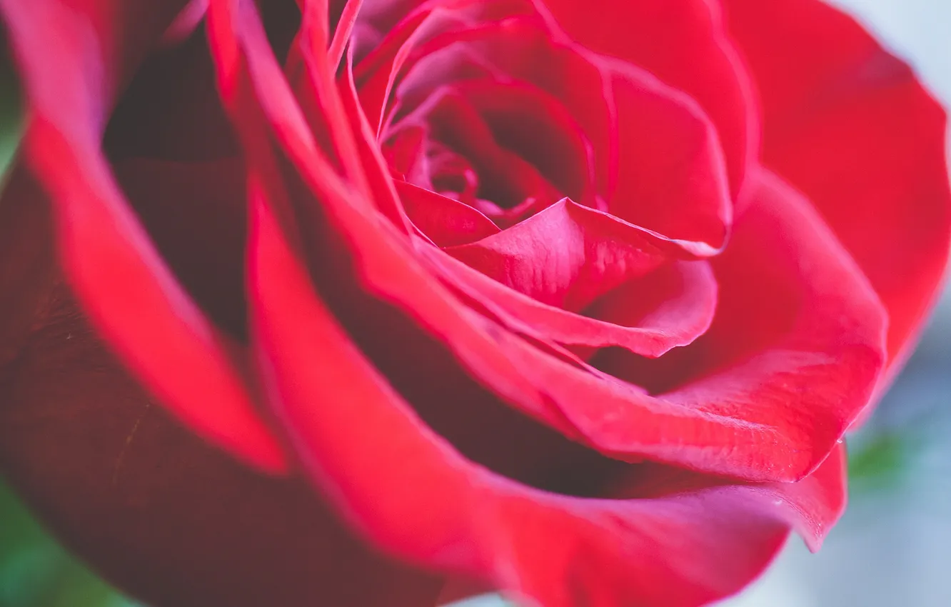 Photo wallpaper flower, rose, petals, red, scarlet