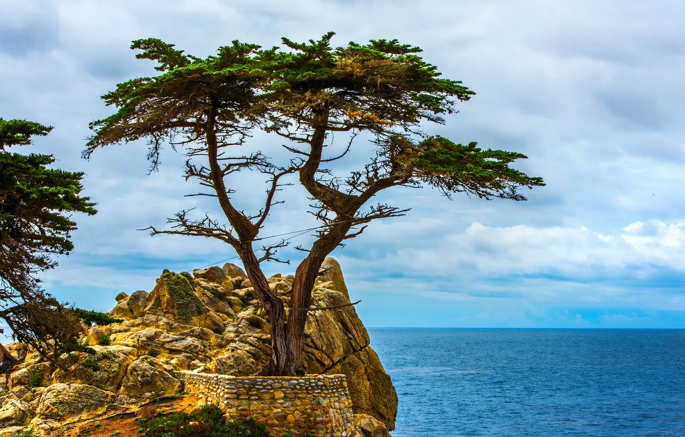 Photo wallpaper sea, trees, nature, rocks