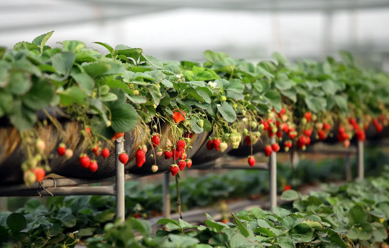 Photo wallpaper berries, background, strawberry