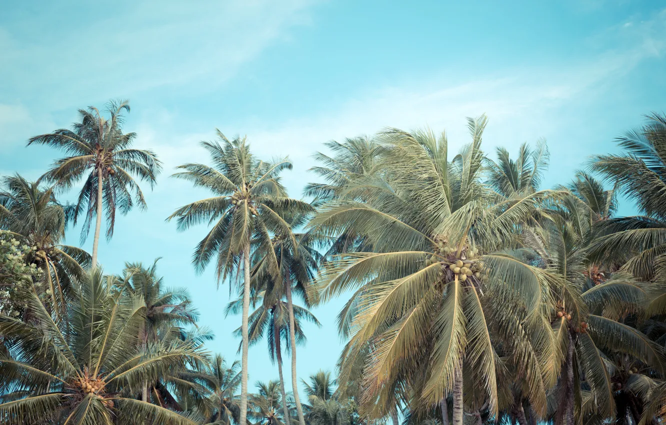 Photo wallpaper beach, summer, the sky, palm trees, summer, beach, beautiful, paradise