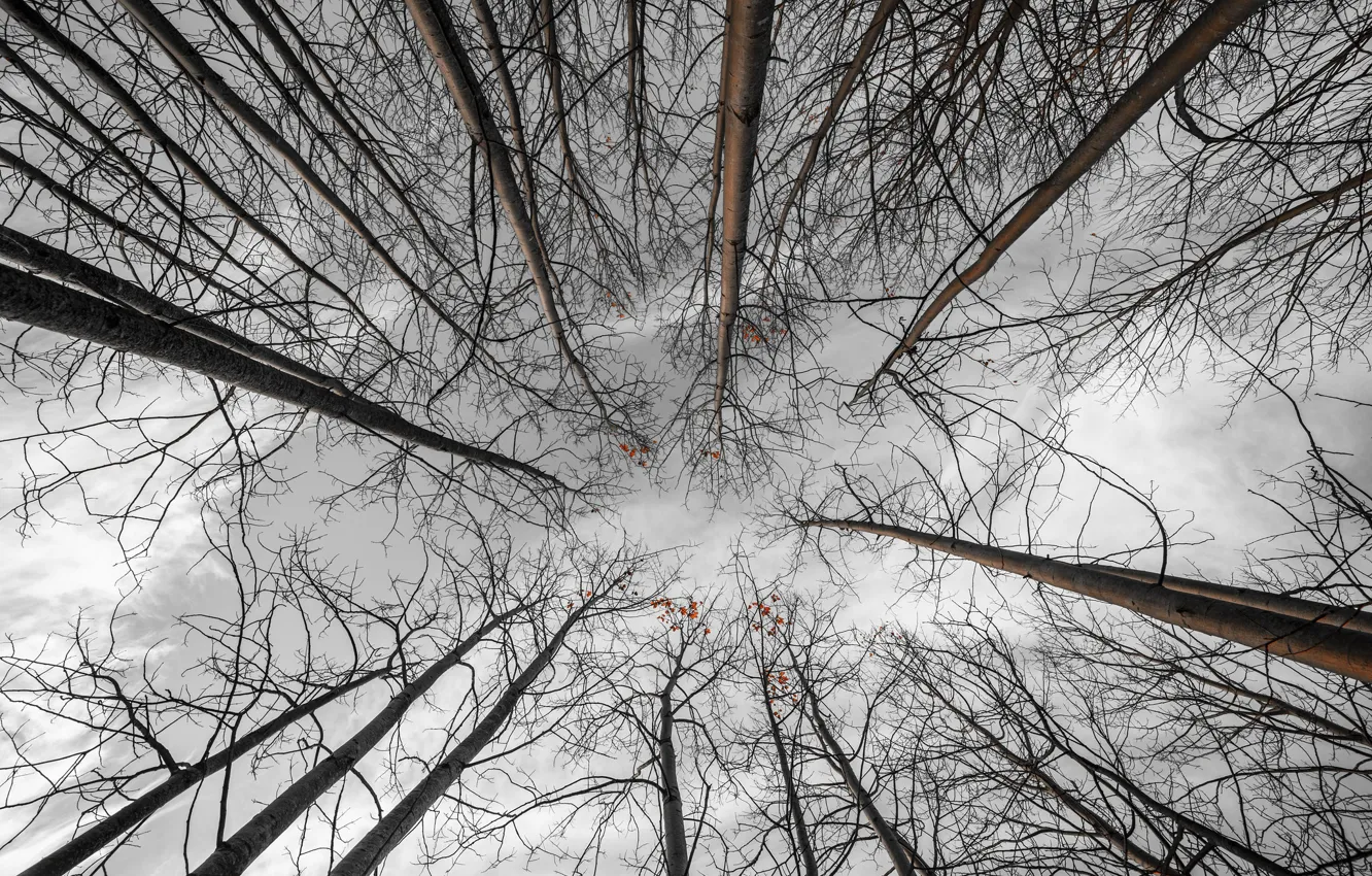 Photo wallpaper the sky, trees, nature