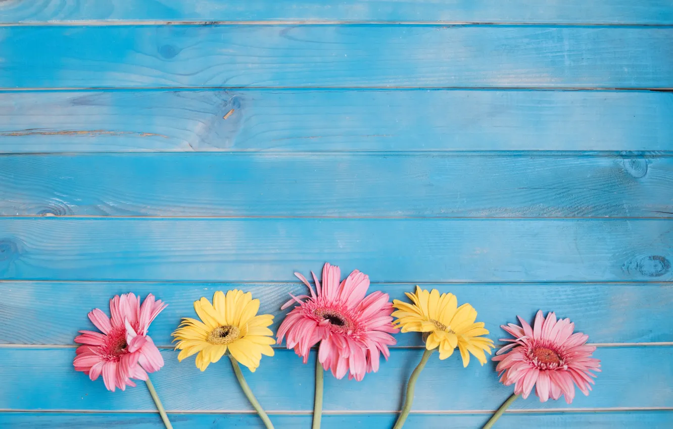 Photo wallpaper flowers, background, yellow, colorful, pink, gerbera, yellow, wood