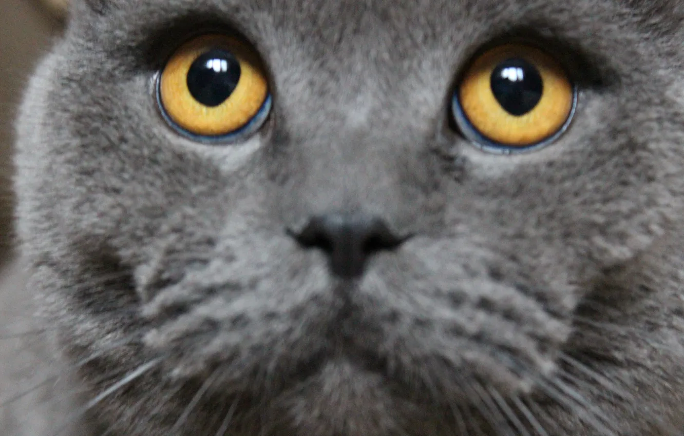 Photo wallpaper eyes, cat, look, up