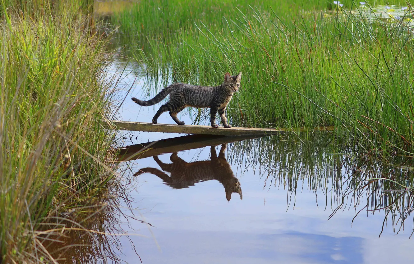 Photo wallpaper cat, grass, water, reflection, Board