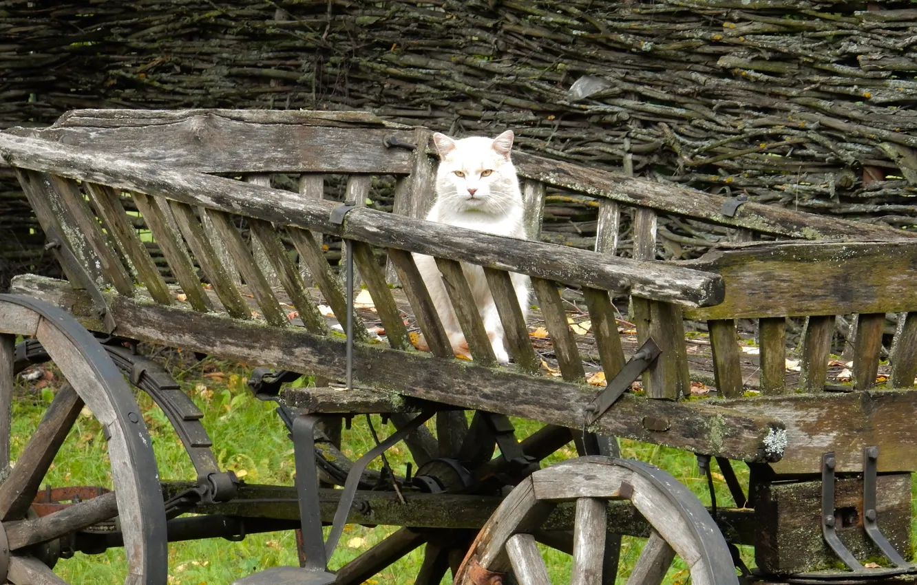 Photo wallpaper autumn, cat, cat, widescreen, Wallpaper, wallpaper, cart, widescreen