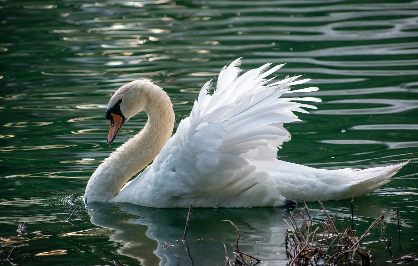 Photo wallpaper white, water, light, nature, pose, lake, bird, wings