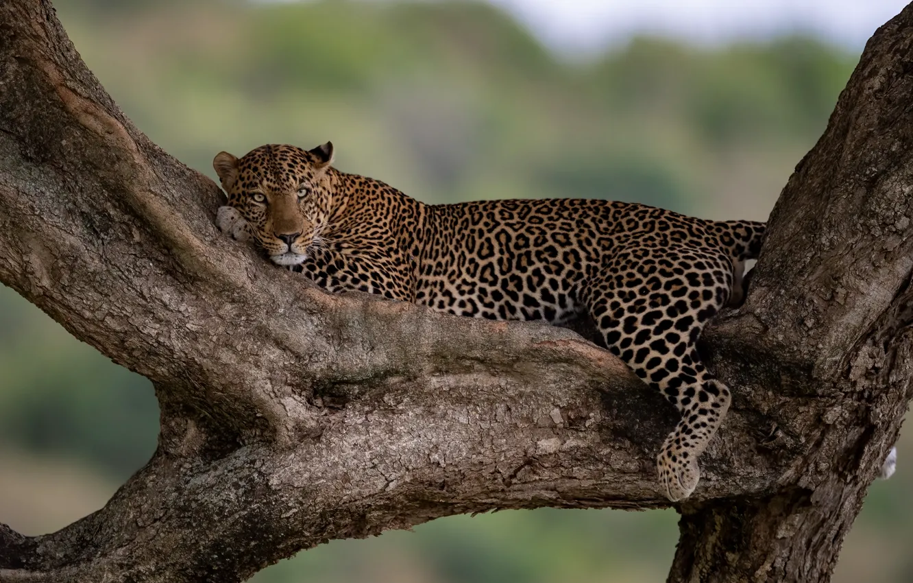 Photo wallpaper stay, leopard, wild cat, on the tree