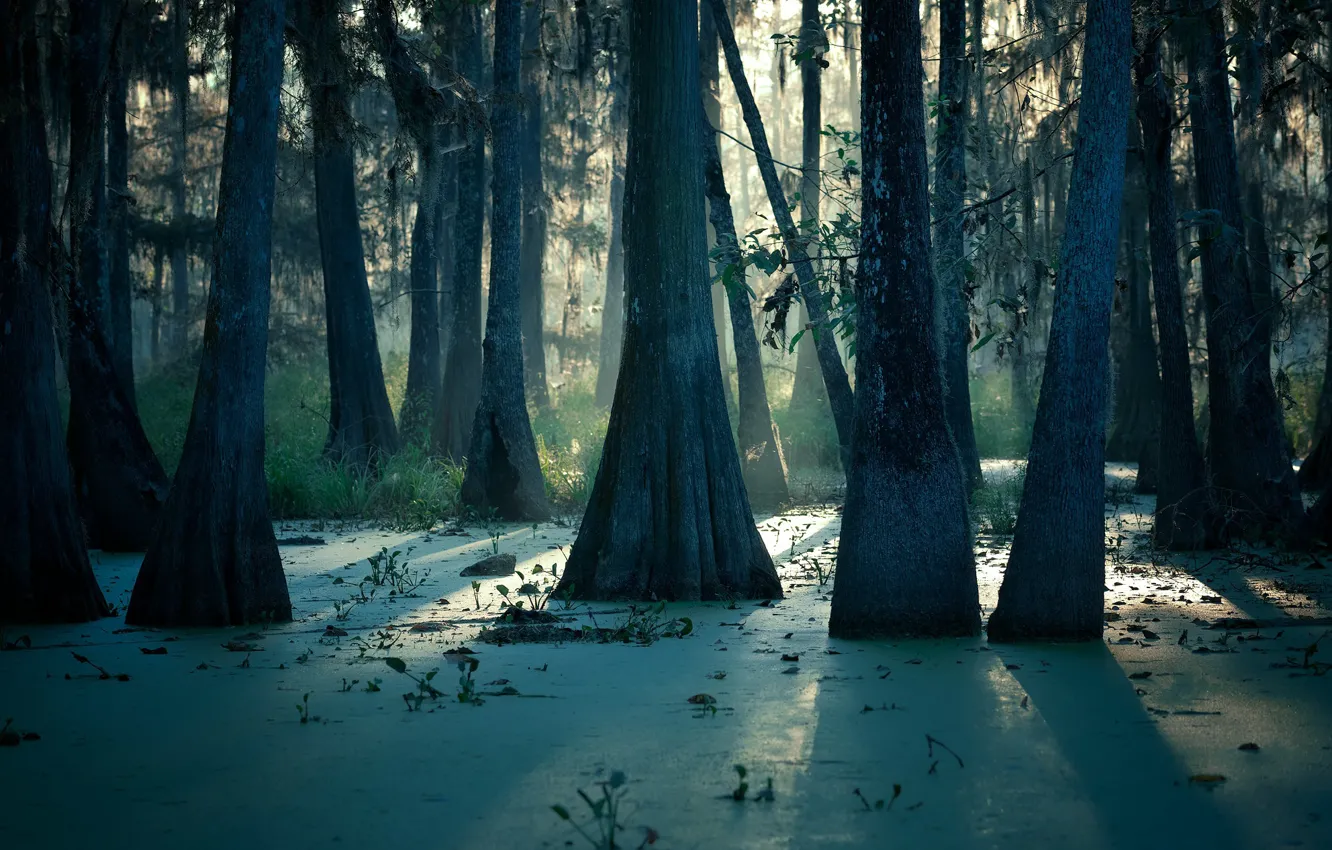 Photo wallpaper forest, nature, swamp