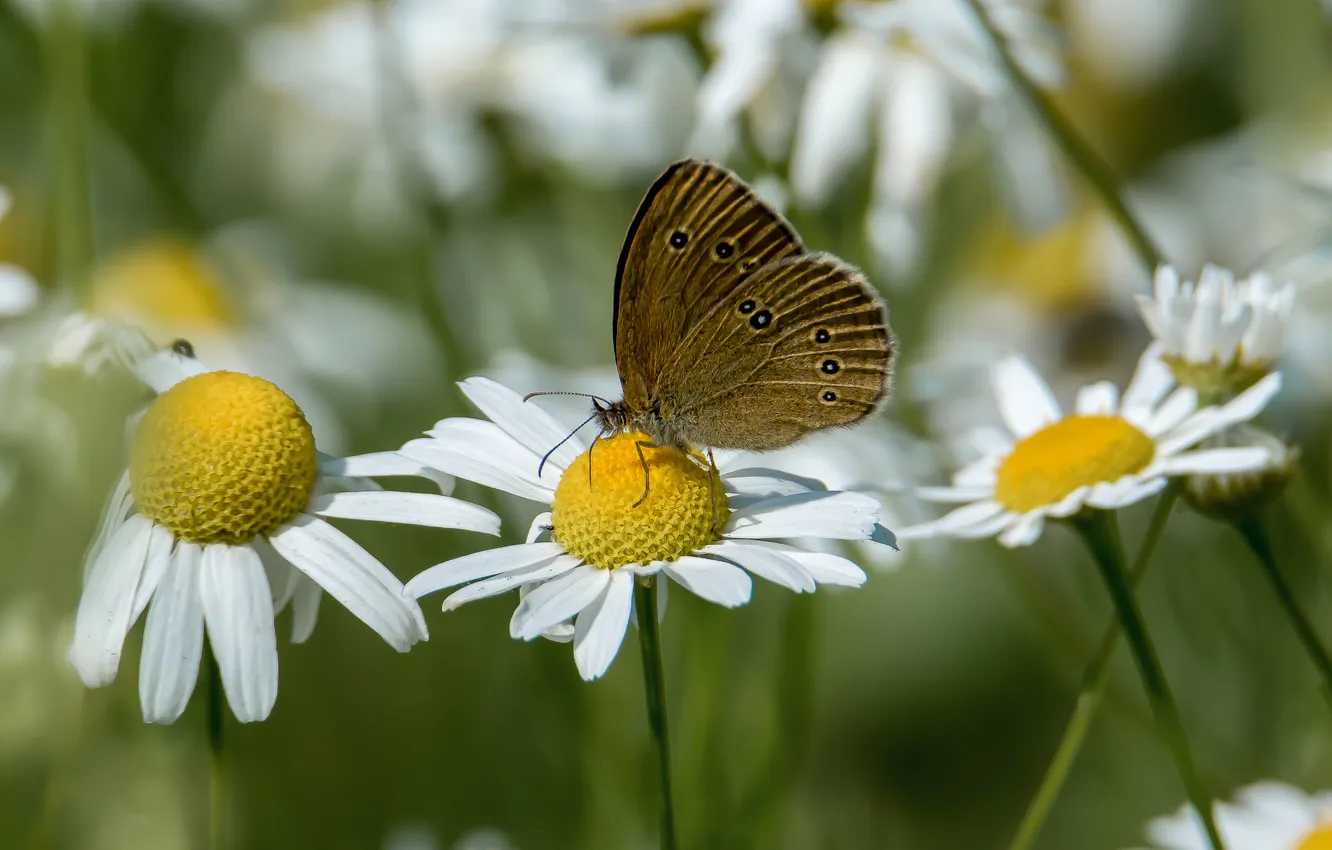Photo wallpaper summer, macro, flowers, nature, butterfly, chamomile