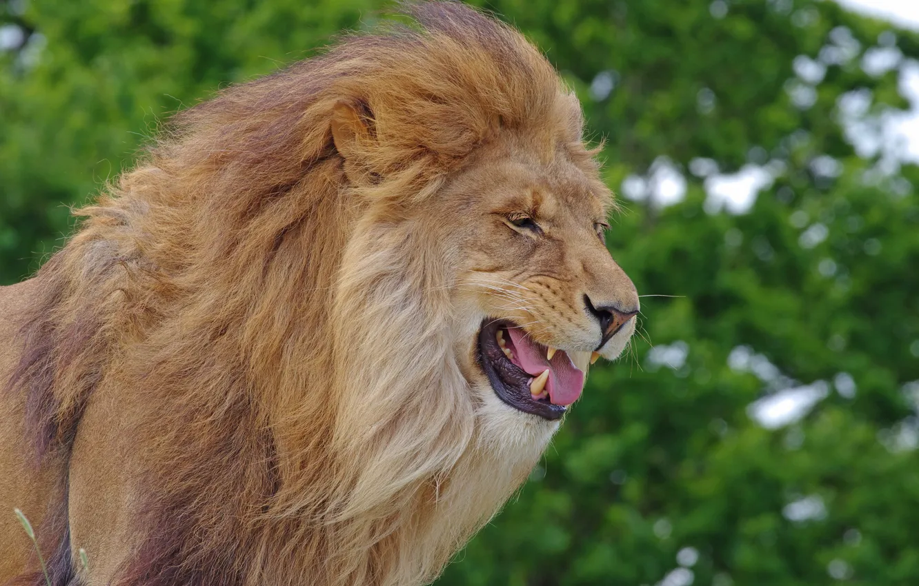 Photo wallpaper face, portrait, Leo, mouth