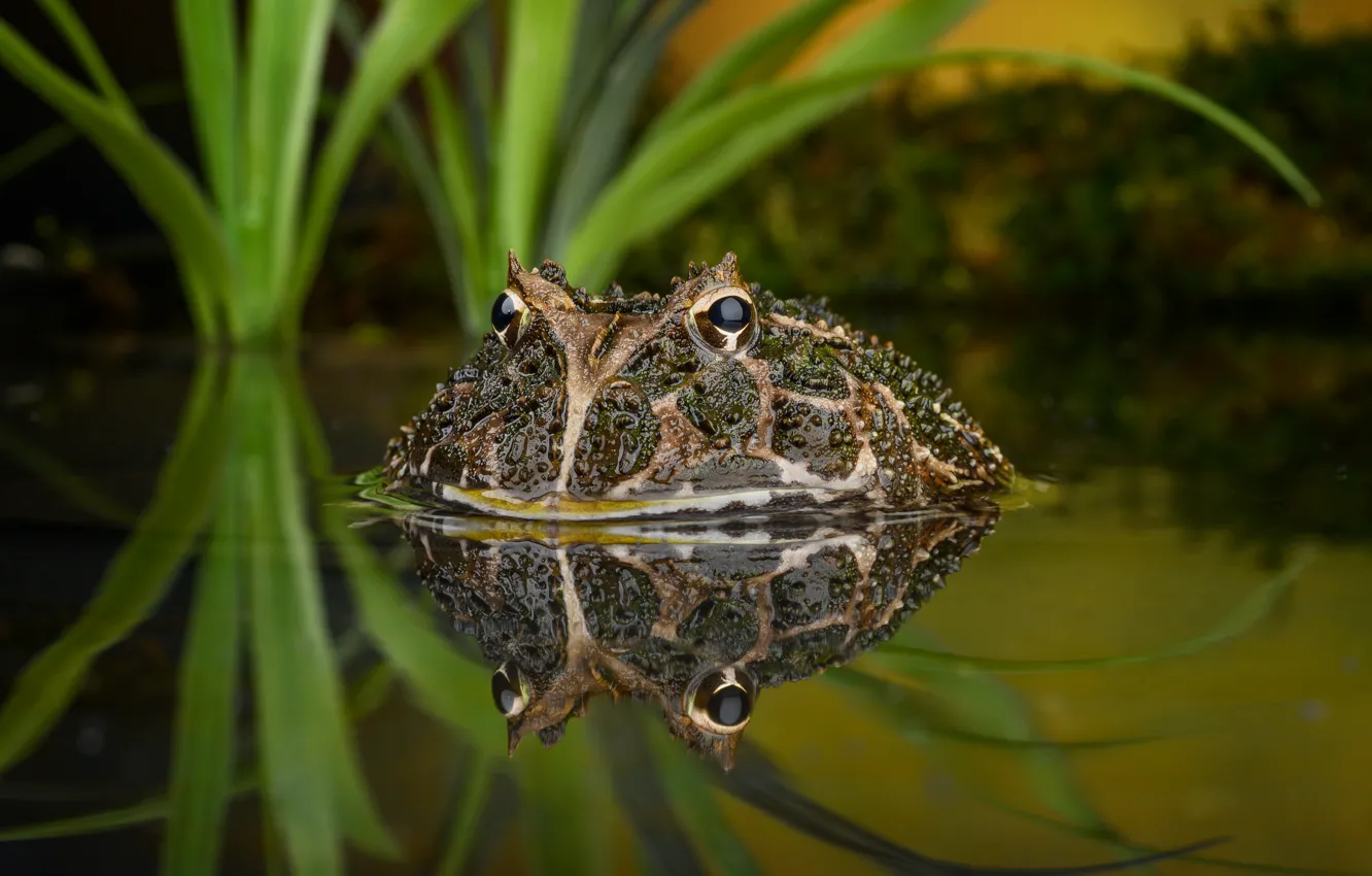 Photo wallpaper eyes, water, reflection, frog