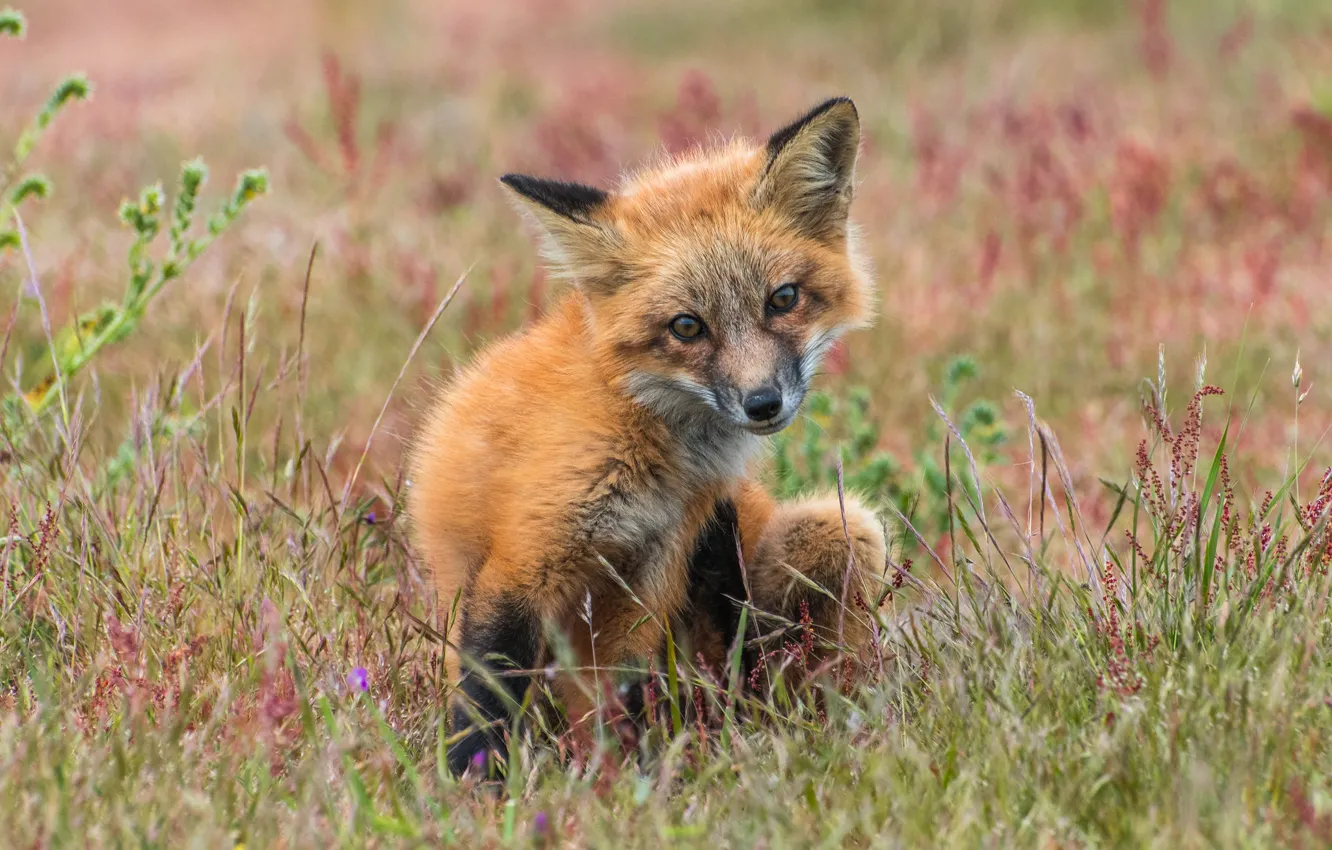 Photo wallpaper grass, pose, Fox, animal